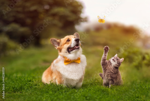 fluffy friends funny cat and a corgi dog walks in a summer meadow on the gree...