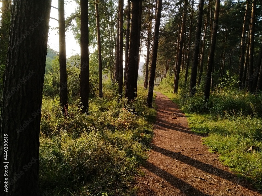 Obraz premium лесной тропой