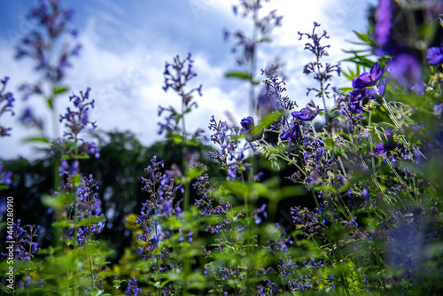 The beautiful flowers of wild field over summer landscape.