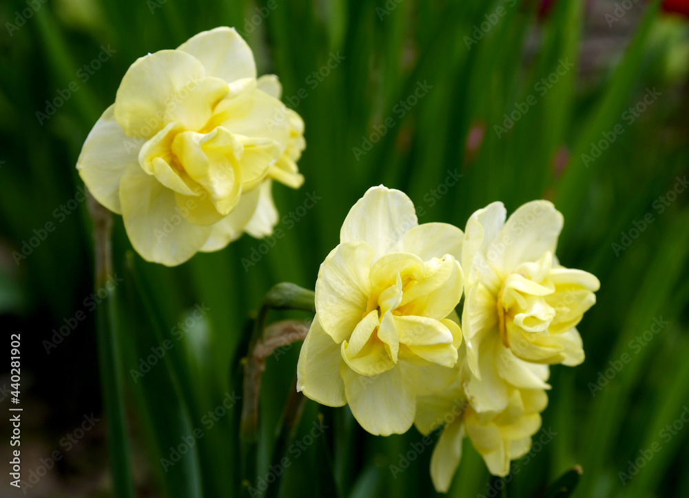 Obraz premium Growing varietal Dutch daffodil of yellow color with small flowers.