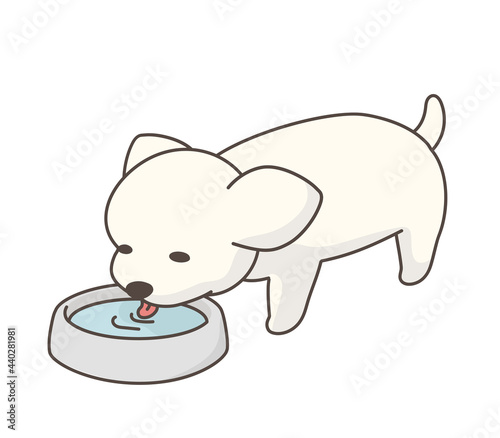 水を飲む犬　チワワ