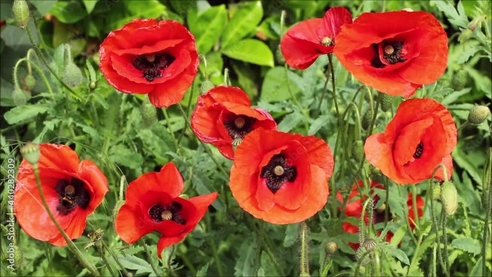 Bumble bee and poppies Bumble bee and poppies