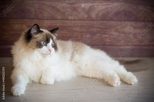 Young beautiful purebred Ragdoll cat at home photo