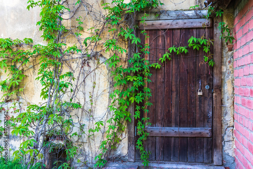 Close up on a vintage white garden gate door in a green hedge row, with space for text on the right