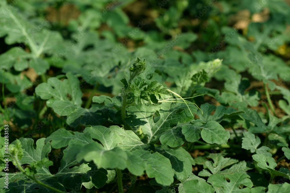 Watermelon plant growing in greenhouse. Watermelon plant growing in greenhouse.