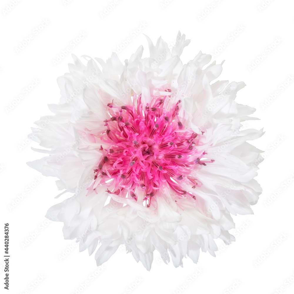 Pink and white cornflower blossom, closeup, isolated on white background