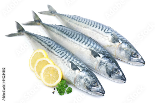 Mackerel fish on white background