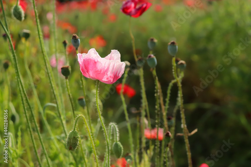 ポピー 花畑 群生 美しい 綺麗 可憐 さわやか かわいい グリーン 日本 ピンク