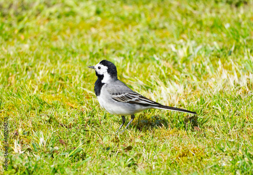 Close up of a wagtail, motacilla alba. Bird sits on a green meadow. Songbird with black, gray and white plumage.