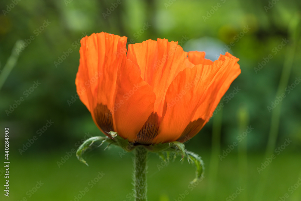 Fototapeta premium Oriental poppy blossom closeup