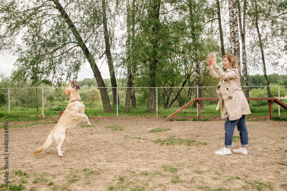 Obraz premium The girl the owner of the dog breed golden retriever plays with her on the playground for walking the dogs