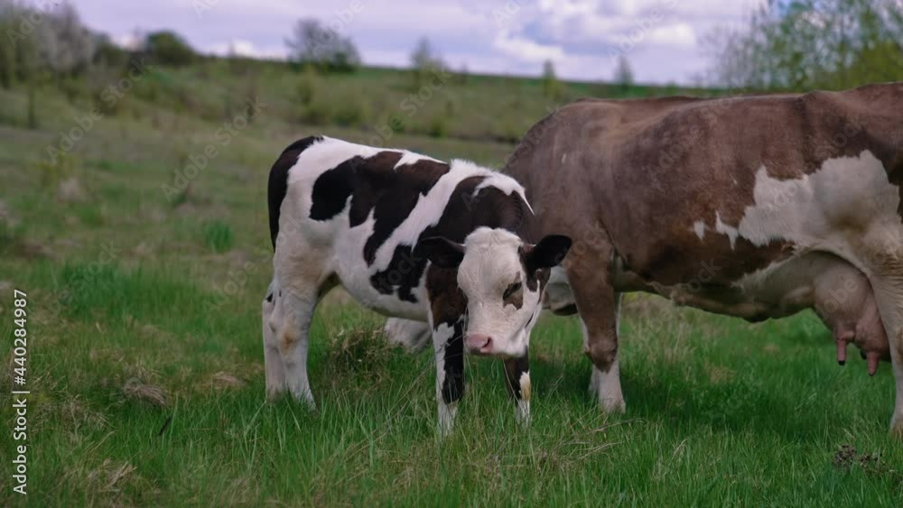 Milking cow and a little calf grazing. Cows on pasture. Beautiful black and white calf eating grass next to brown cow on a meadow. Milking cow and a little calf grazing. Cows on pasture. Beautiful black and white calf eating grass next to brown cow on a meadow.