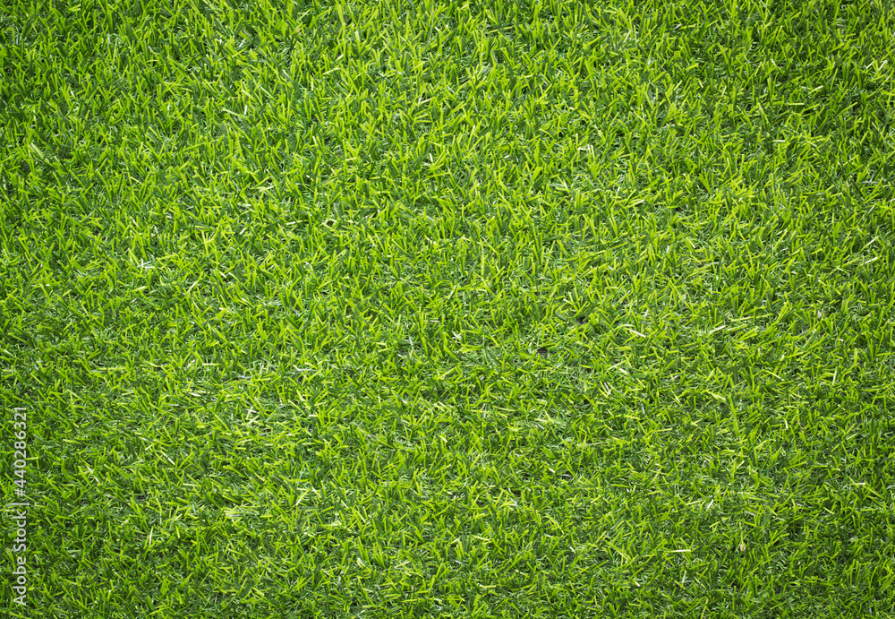 Fototapeta premium green grass background