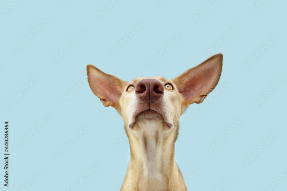 Attentive hungry dog looking at camera. Isolated on blue colored background
