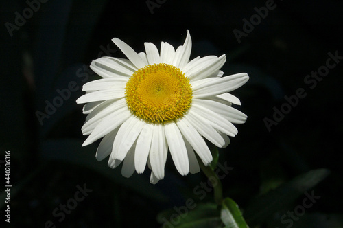 A large chamomile on a flower bed in the bright rays of the sun