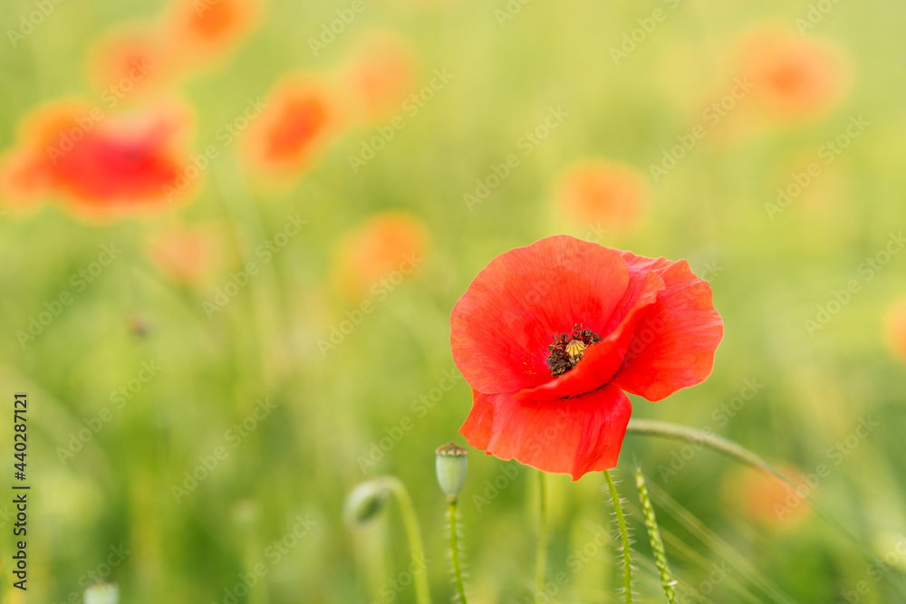Red blooming poppy flower in green field. Summer floral natural background. Shallow Depth of Field Red blooming poppy flower in green field. Summer floral natural background. Shallow Depth of Field