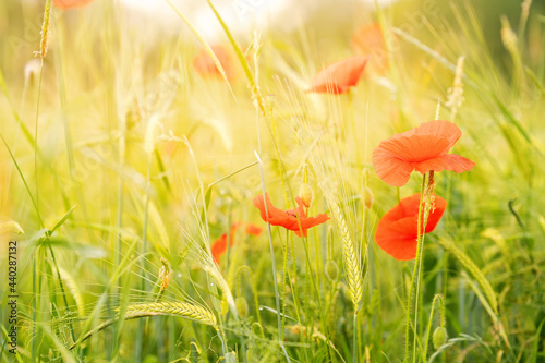 Red blooming poppy flowers in green barley field at sunset. Summer floral natural background. Shallow Depth of Field