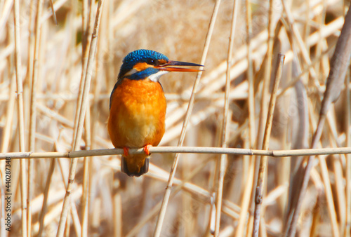 A Common Kingfischer (alcedo atthis) in the Reed, Heilbronn, Germany photo