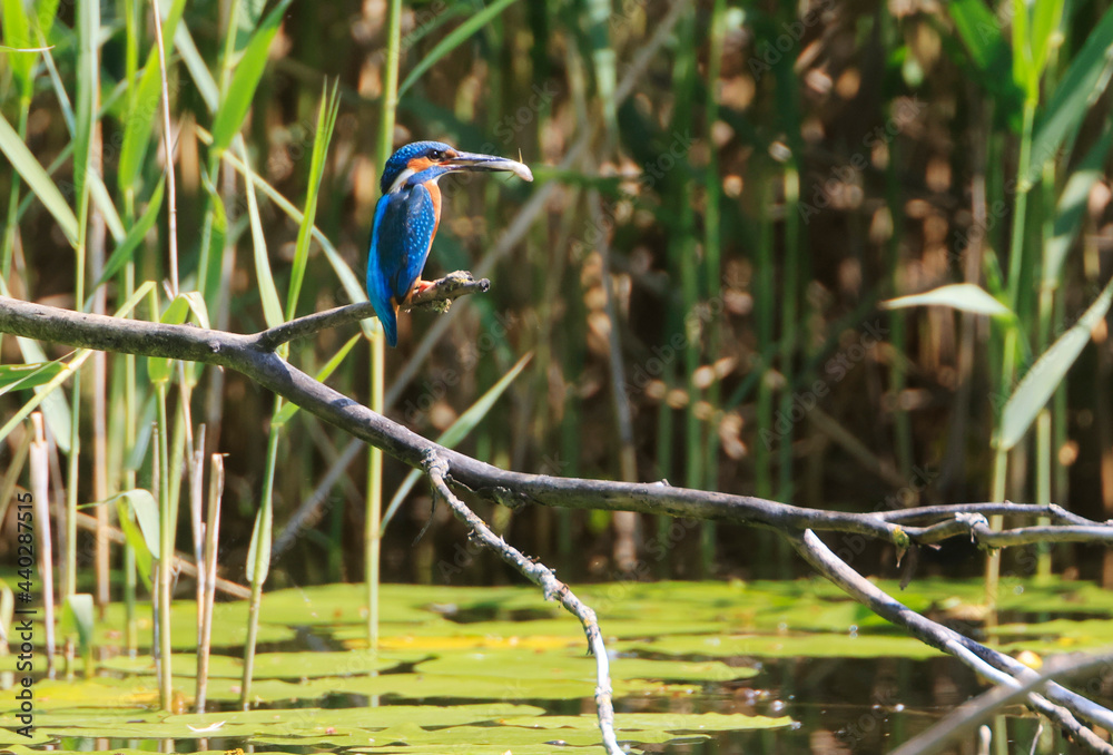 Obraz premium A Common Kingfisher (alcedo atthis) in the Reed - Heilbronn, Germany