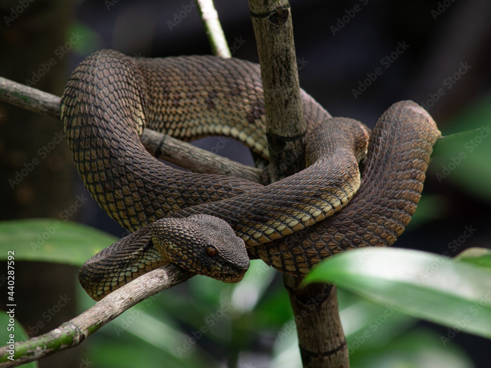 Naklejka premium Mangrove pit viper (Cryptelytrops purpureomaculatus) on tree branch