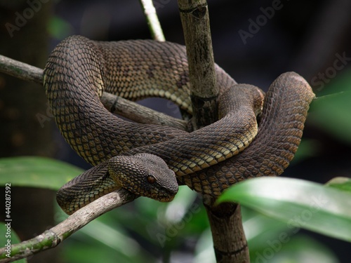 Mangrove pit viper (Cryptelytrops purpureomaculatus) on tree branch