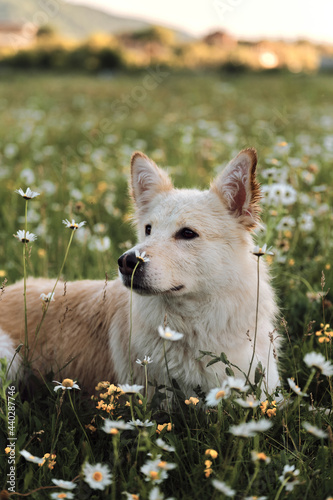 Charming non pedigreed dog lies in chamomile field and stares intently ahead with its large brown eyes. Mestizo white Swiss Shepherd portrait in profile close up on green blurred background. photo