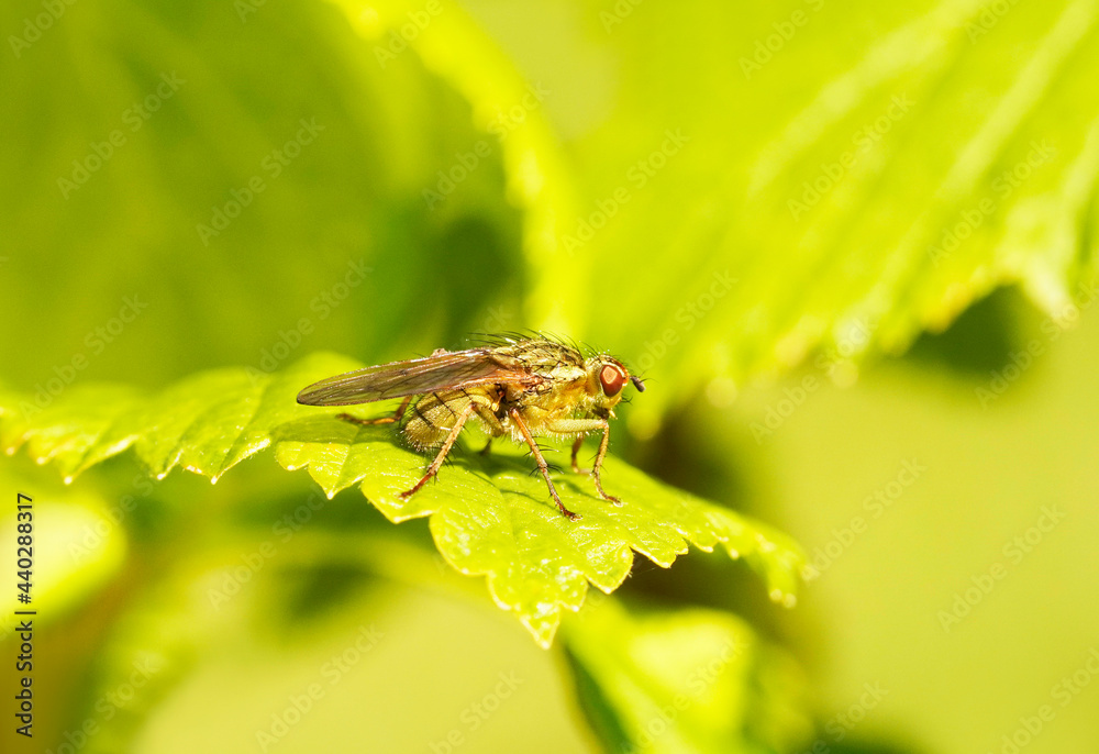 Dung fly on a green leaf. Close up of the insect. Fly in a natural environment. Dung fly on a green leaf. Close up of the insect. Fly in a natural environment.