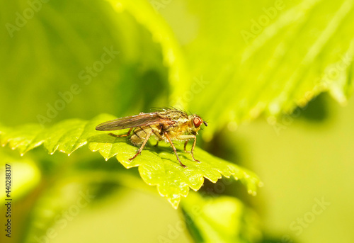 Dung fly on a green leaf. Close up of the insect. Fly in a natural environment.