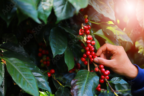 Man hands harvest arabica coffee bean ripe red berries.harvesting Robusta and arabica coffee berries by agriculturist hands,Worker Harvest arabica coffee berries on its branch, harvest concept.