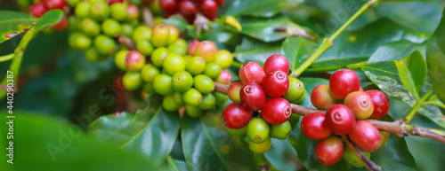 Banner organic arabica coffee beans agriculturist  in farm.harvesting Robusta and arabica  coffee berries by agriculturist hands,Worker Harvest arabica coffee berries on its branch, harvest con