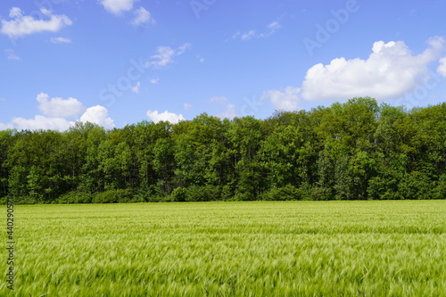 Green barley field in front of a forest. Agricultural field with grain. Nature with field and forest on a sunny day.