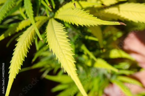cinematographic close-up of cannabis leaves