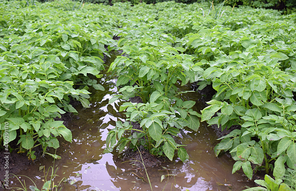 Potatoes in furrows with water after heavy rain. Potatoes in furrows with water after heavy rain.