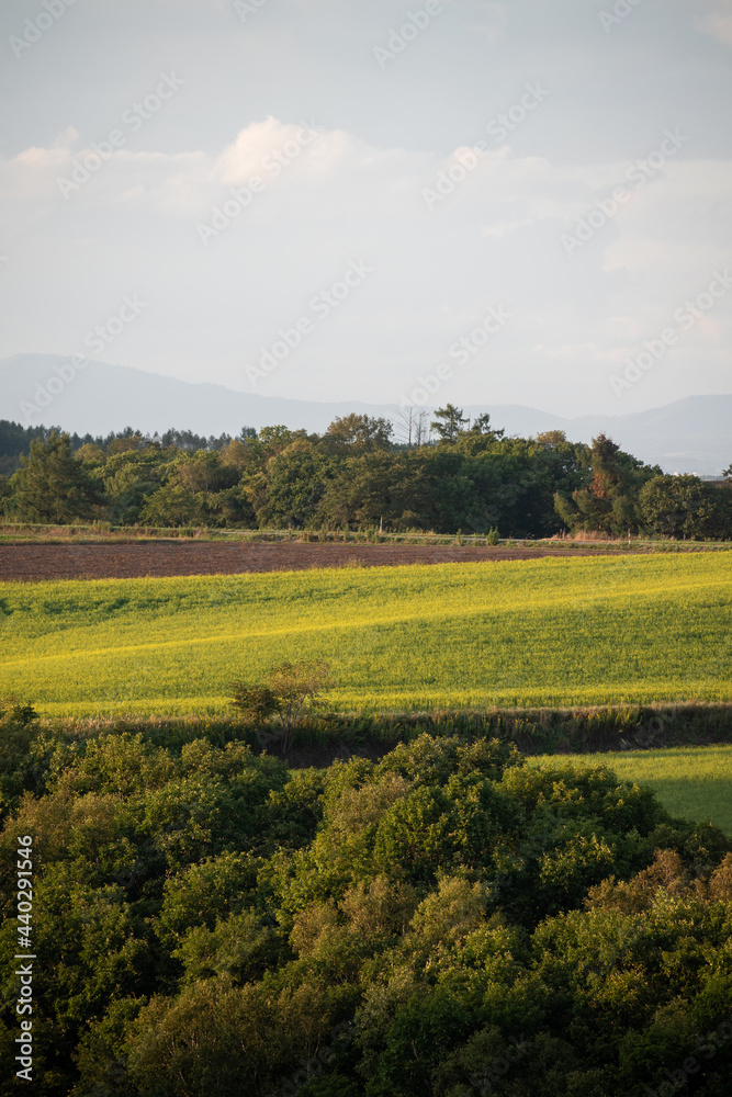 Obraz premium 秋の畑作地帯のナノハナ畑