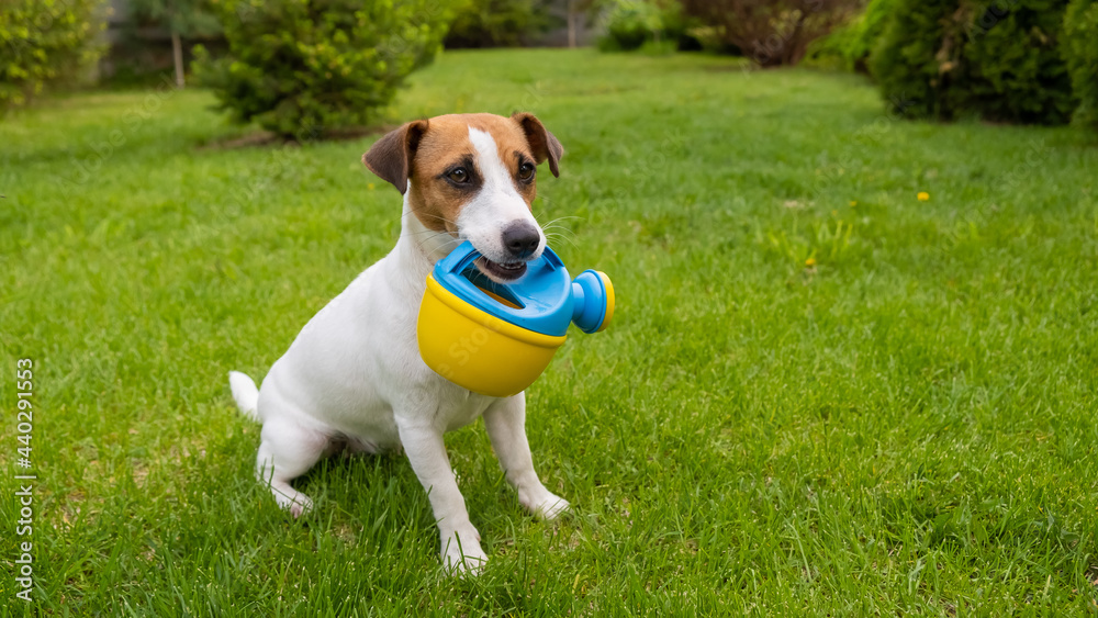 Dog Jack Russell Terrier stands on the lawn and holds a watering can