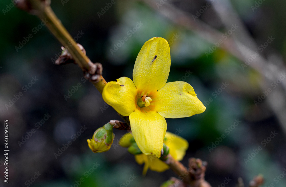 Yellow blooming Forsythia flower in spring close up. Forsythia × intermedia. Marcro nature
Yellow blooming Forsythia flower in spring close up. Forsythia × intermedia. Marcro nature
