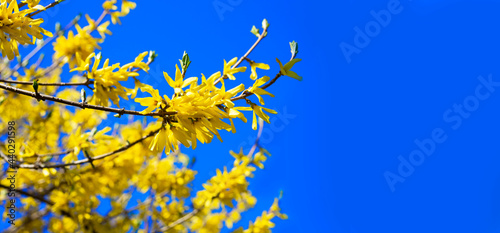 Blooming spring yellow shrub flowers - Forsythia intermedia border forsythia .