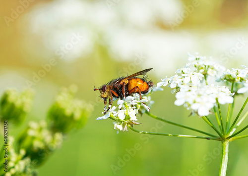 A hedgehog fly, Tachina fera, collects nectar on a flower. Insect close up with green natural background.