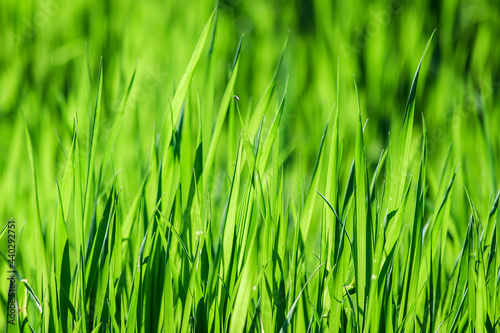 Background of green grass close-up. Fresh green grass