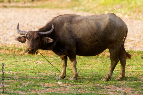 The Asian water buffalo is used for agricultural work in the Philippines.