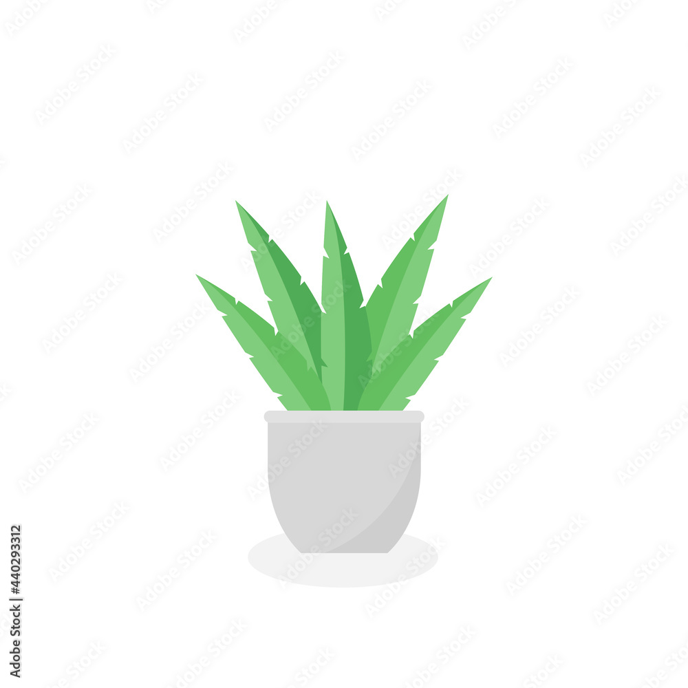 This is a houseplant on a white background. This is a houseplant on a white background.