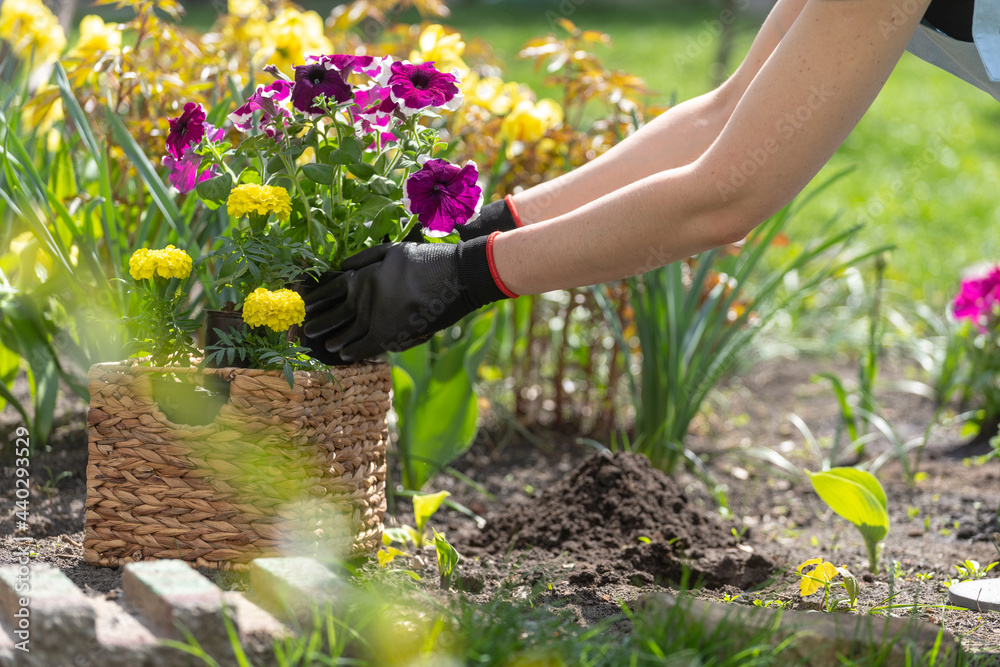 Fototapeta premium Gardener taking out Petunia flower from wicker basket