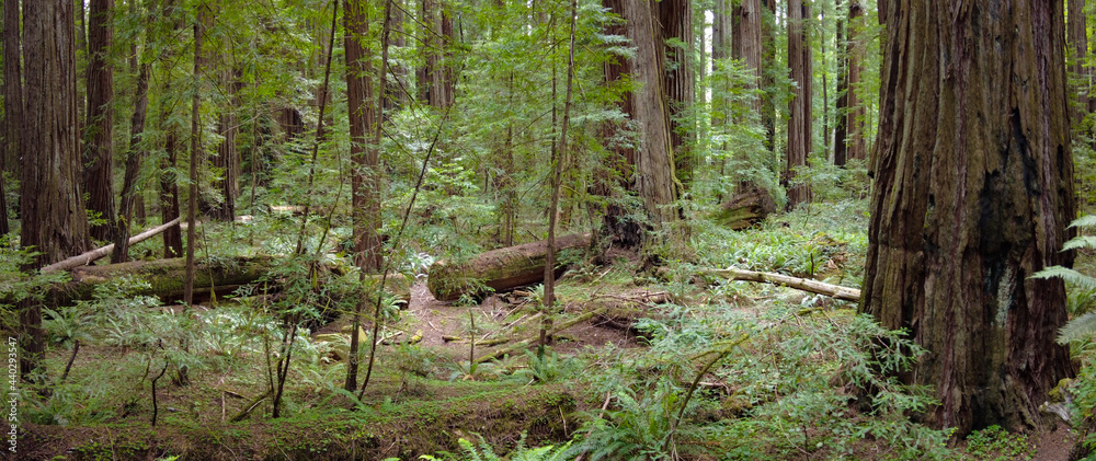 Obraz premium Coastal Redwood trees, Sequoia sempervirens, thrive in the moist climate in Humboldt Redwoods State Park, Northern California. There are over 100 trees in this park that grow over 350 feet tall. 