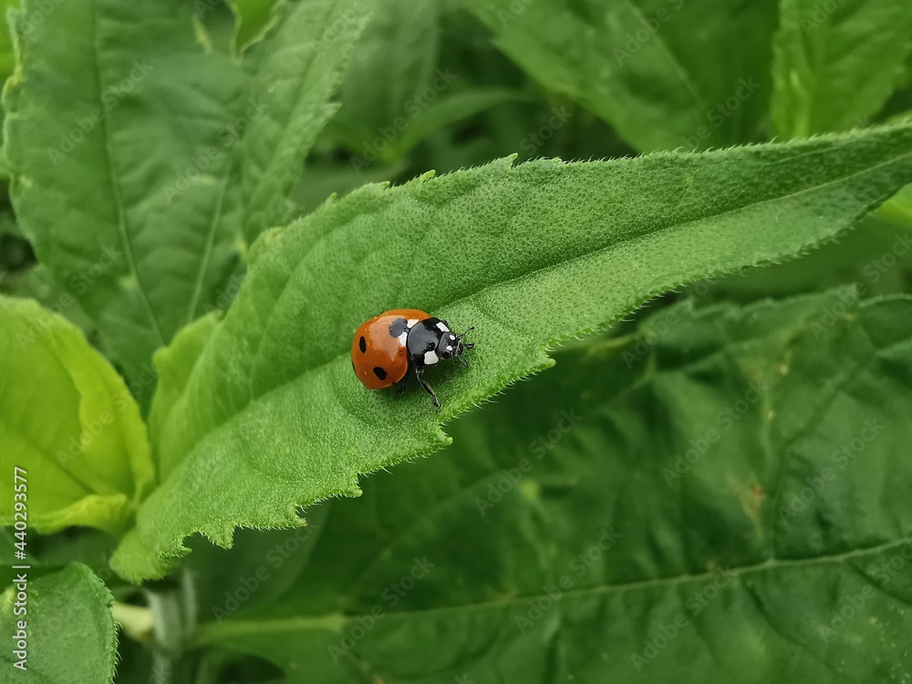 ladybug on leaf ladybug on leaf