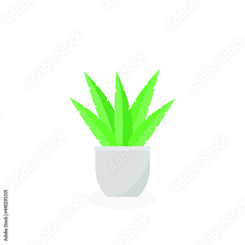 This is a houseplant isolated on a white background.