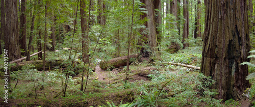 Coastal Redwood trees  Sequoia sempervirens  thrive in the moist climate in Humboldt Redwoods State Park  Northern California. There are over 100 trees in this park that grow over 350 feet tall. 