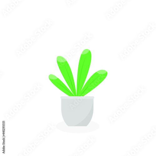 This is a houseplant isolated on a white background.