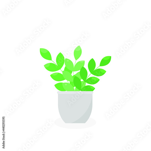 This is a houseplant isolated on a white background.
