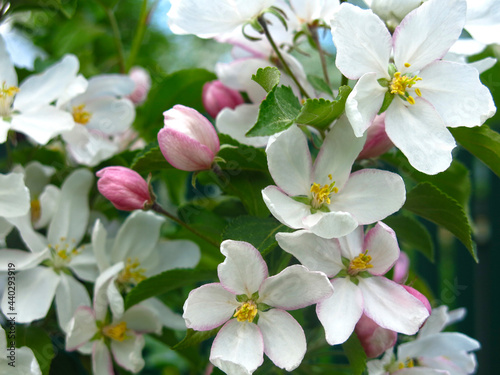 young apple tree blooms with large white-pink flowers in the spring