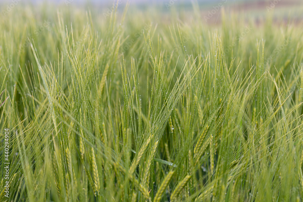 Green wheat field, detailed picture. Natural texture. Nature background.